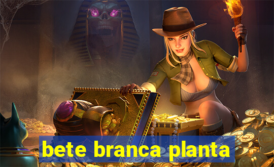 bete branca planta